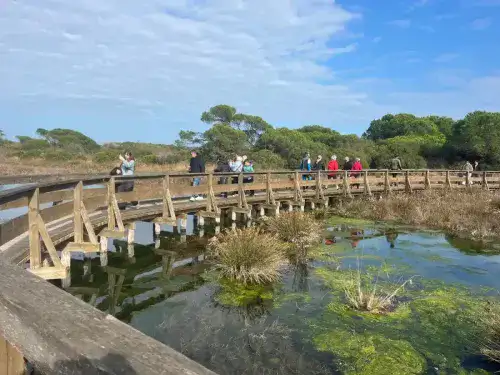 Promenade en forêt au bord de la mer